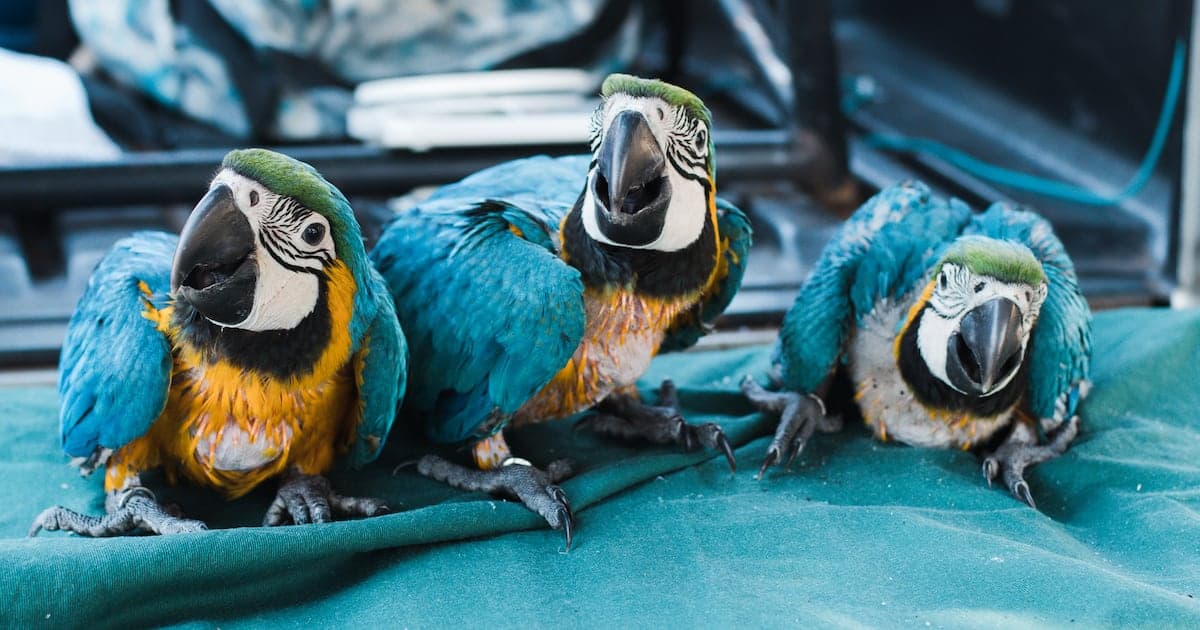 Inovação tecnológica revoluciona conservação urbana no Brasil