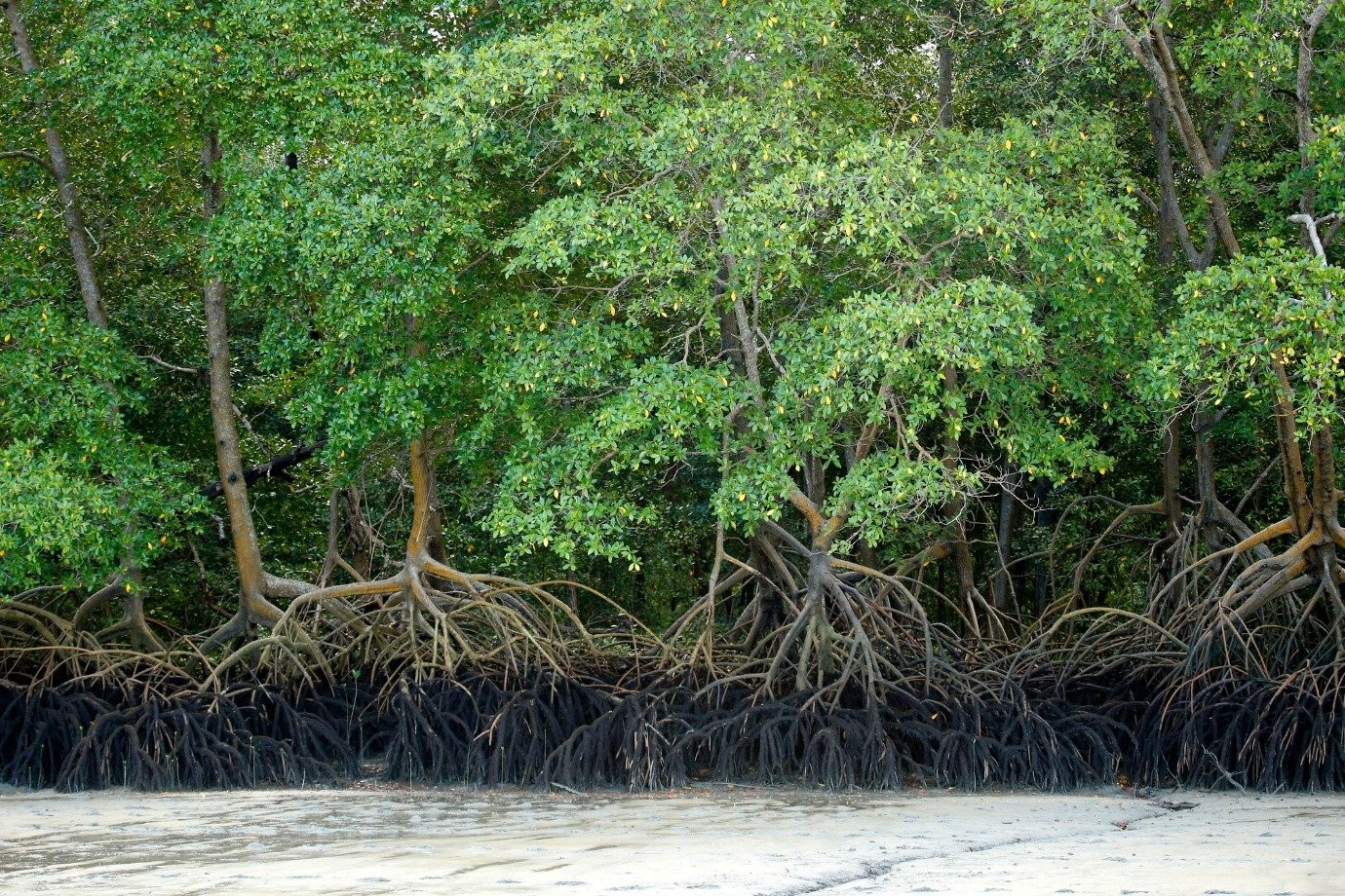 Manguezais: o ativo natural que pode salvar a economia costeira de Moçambique