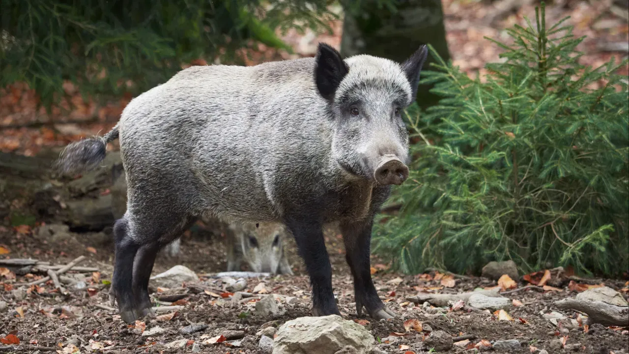 Javalis em Portugal: 300 mil animais e um plano de controlo em debate